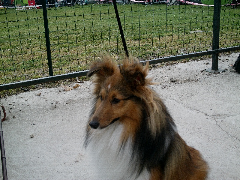 Edwinn little mac finn gold des Shelties du Val de l'Eure