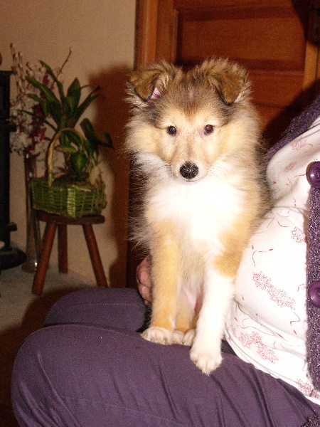 Emie sylver gold des Shelties du Val de l'Eure