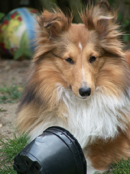 Elvis tender gold des Shelties du Val de l'Eure