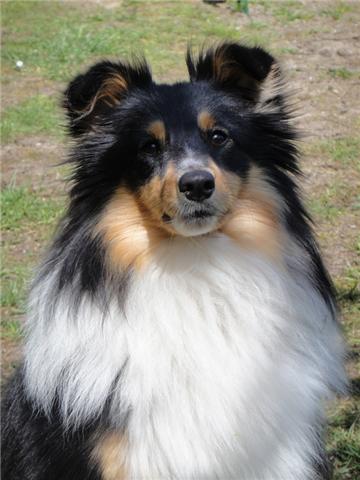 Etel d'ebene des Shelties du Val de l'Eure
