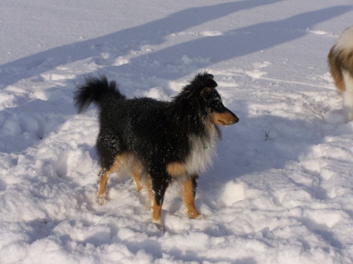 Eclipse d'onyx des Shelties du Val de l'Eure