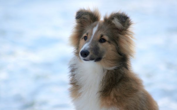 Eudipe quick gold des Shelties du Val de l'Eure