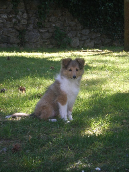First laika jeanne d'or des Shelties du Val de l'Eure
