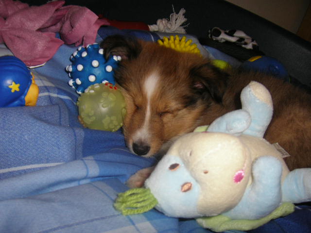 Domino gold des Shelties du Val de l'Eure
