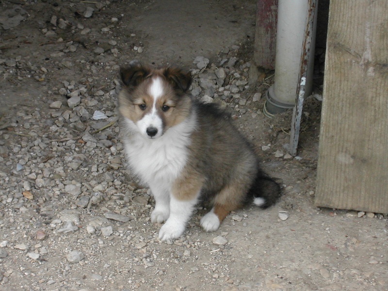 First little mac finn gold des Shelties du Val de l'Eure