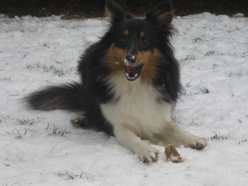 Dixie black des Shelties du Val de l'Eure
