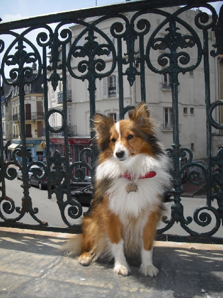 CH. Djazzie gold des Shelties du Val de l'Eure