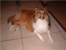 Elfy gold des Shelties du Val de l'Eure