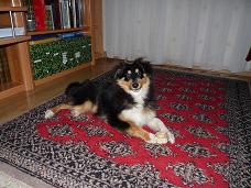 Ge,te diane d'onyx des Shelties du Val de l'Eure