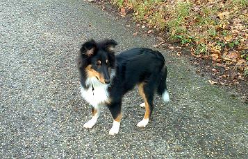 Goliath black voyou des Shelties du Val de l'Eure
