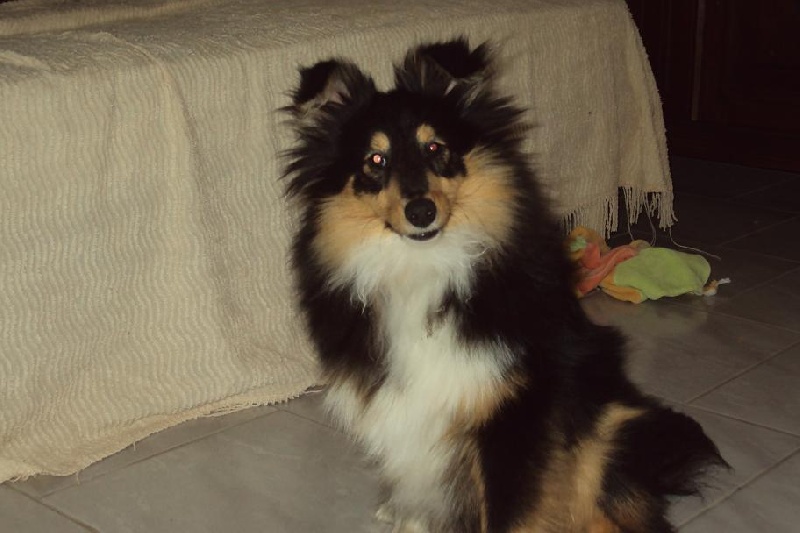 Gaffy by teddy black des Shelties du Val de l'Eure