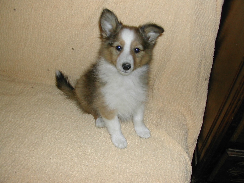 Golden little mac finn des Shelties du Val de l'Eure