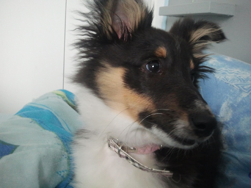 Harmonie diane d'onyx des Shelties du Val de l'Eure