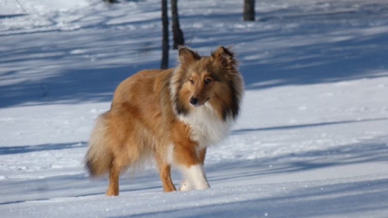 Hanae blonde des Shelties du Val de l'Eure