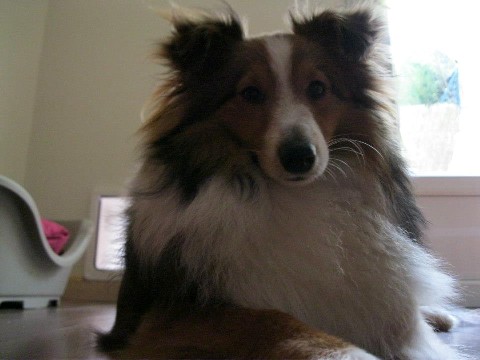 Hypso golden star des shelties des Shelties du Val de l'Eure