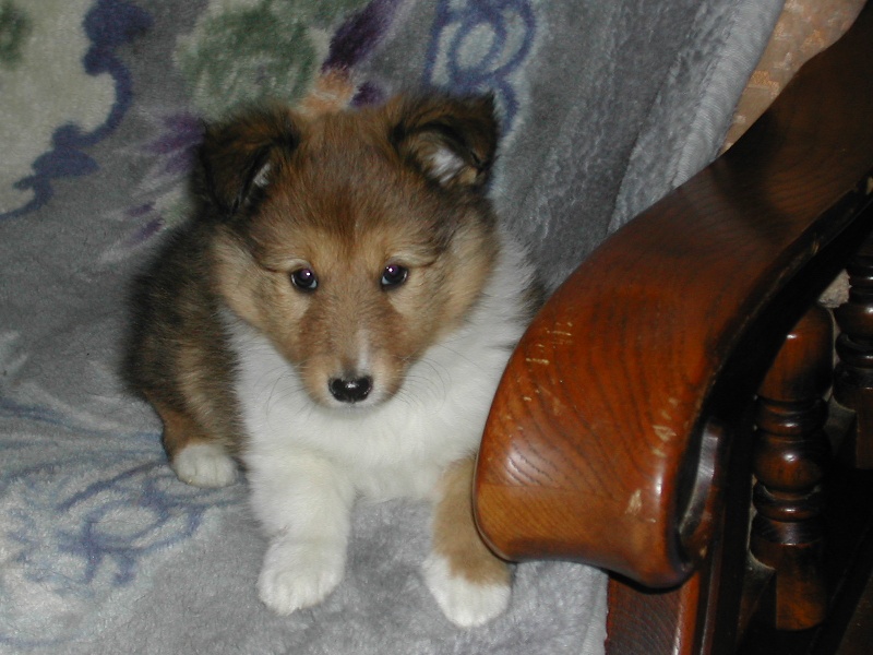 Hifi little ariane blonde des Shelties du Val de l'Eure
