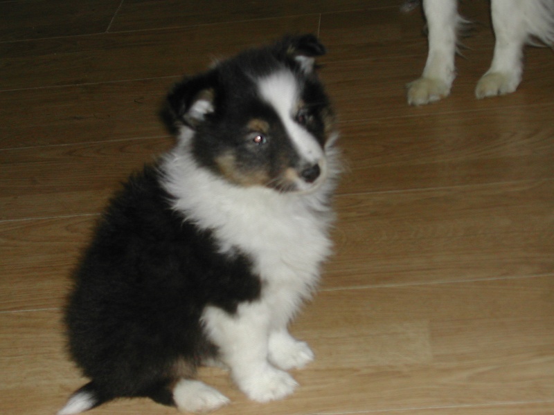 Hamlet black boy des Shelties du Val de l'Eure