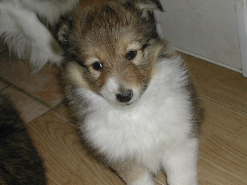 Hellios lover gold des Shelties du Val de l'Eure