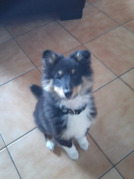 Hoby black like teddy des shelties des Shelties du Val de l'Eure
