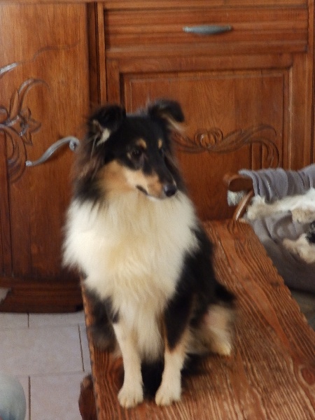 Jersey diane brune des Shelties du Val de l'Eure