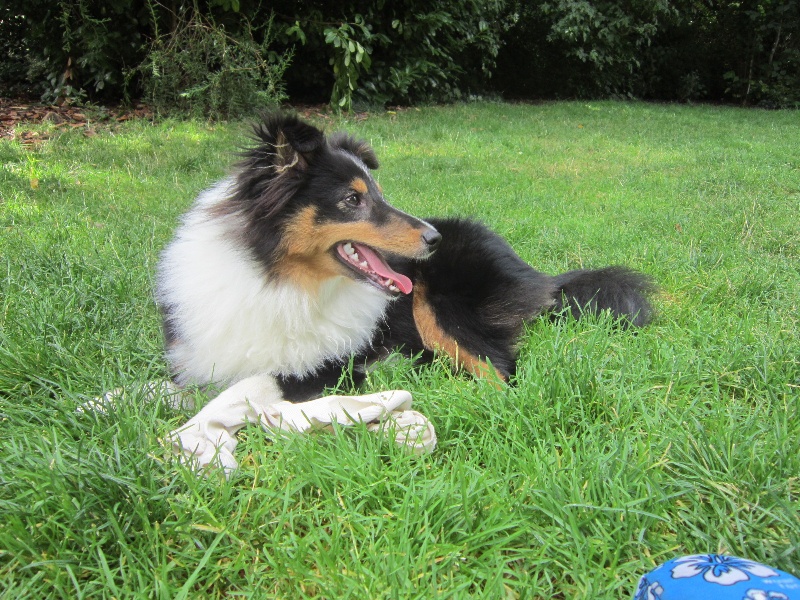 Justin precious black des shelties des Shelties du Val de l'Eure