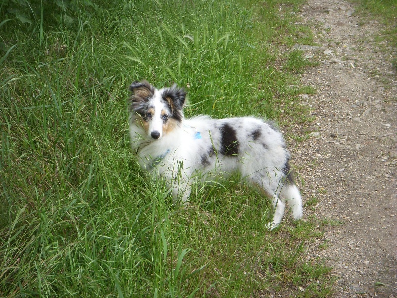 Jebha blue love des shelties des Shelties du Val de l'Eure