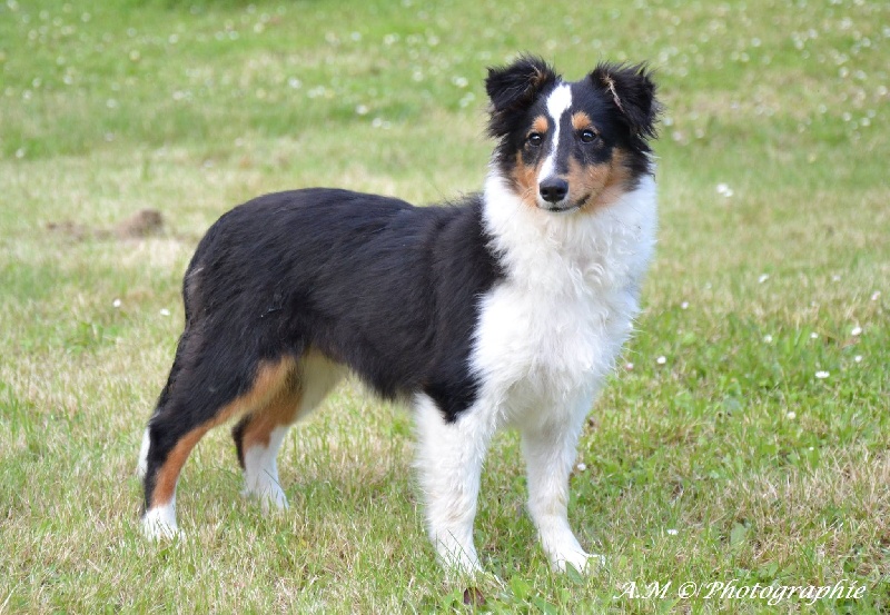 Jimini little cricker des shelties des Shelties du Val de l'Eure