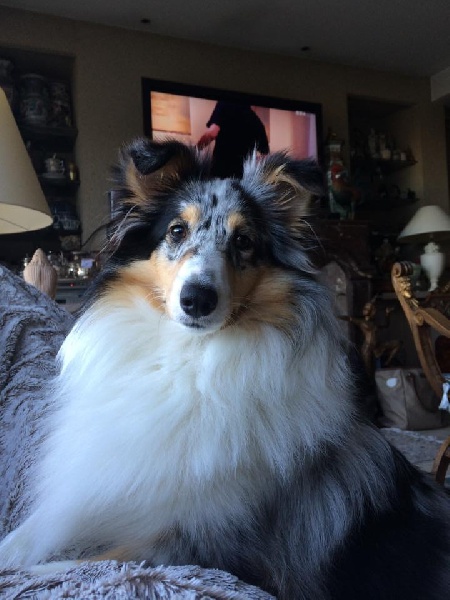 Joy blue love des Shelties du Val de l'Eure