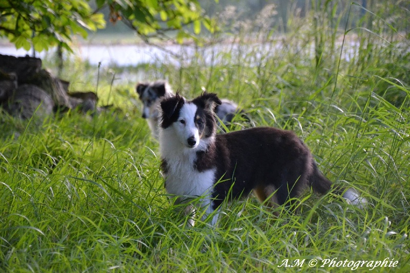 Jessie little ladie des Shelties du Val de l'Eure