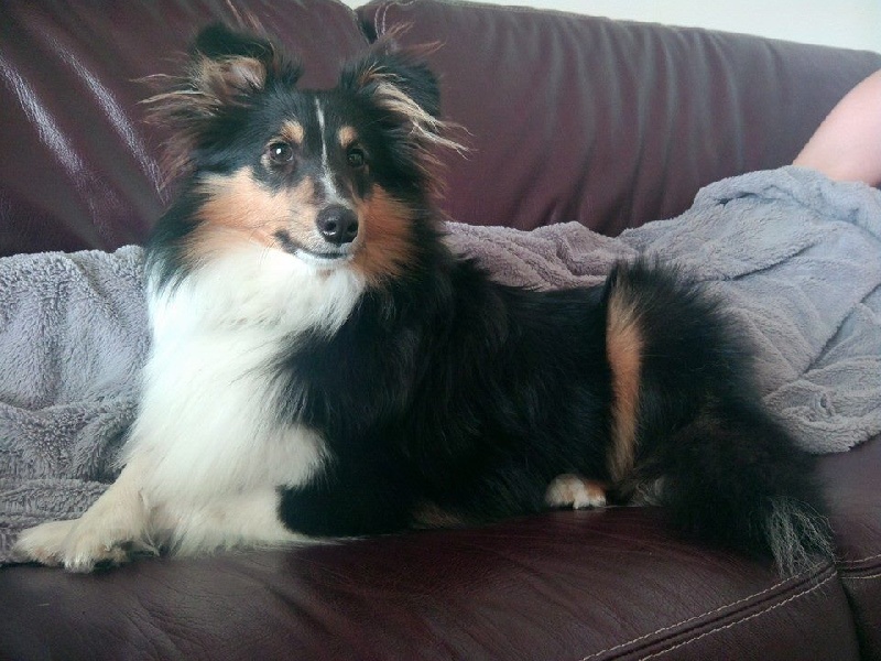 Jerry lee black des Shelties du Val de l'Eure