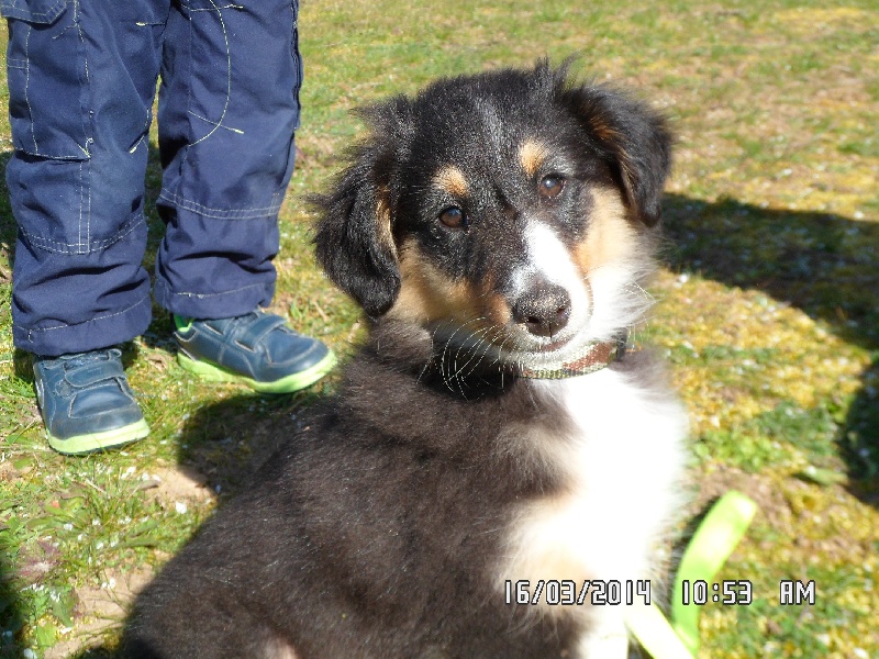 Jasper like teddy des shelties des Shelties du Val de l'Eure