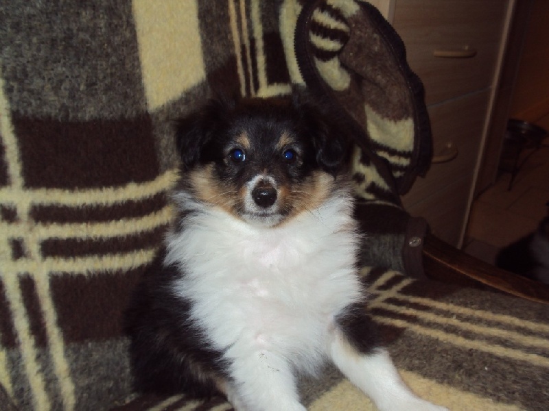 Jazzie little first ladie des Shelties du Val de l'Eure