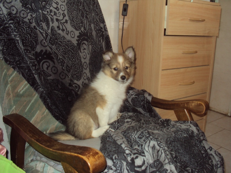 Laika gold the second ladie des Shelties du Val de l'Eure