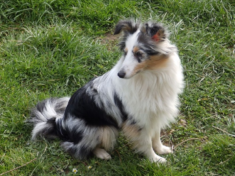 Jaya blue love des Shelties du Val de l'Eure